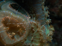 Periclimenes yucatanicus