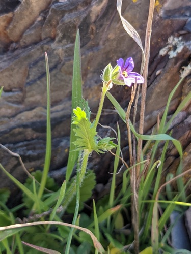 Shortfruit stork's bill (Erodium brachycarpum)