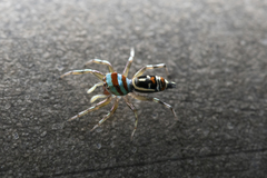 Cosmophasis micarioides