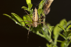 Oxyopes papuanus