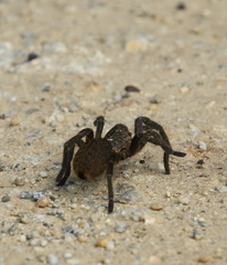 Harpactirinae