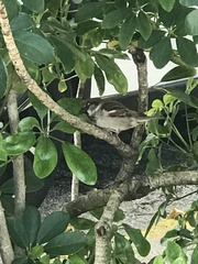 Passer domesticus
