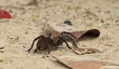 Harpactirinae