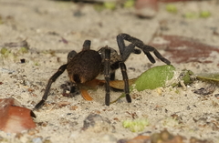 Harpactirinae