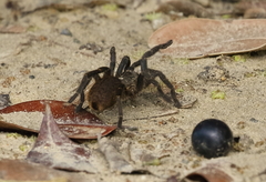 Harpactirinae