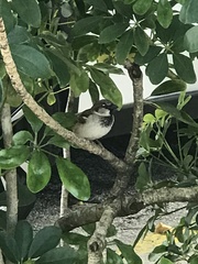 Passer domesticus