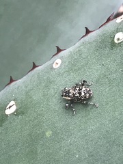 Peltophorus polymitus