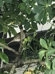 Passer domesticus