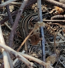Eutropis bibronii