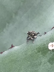 Peltophorus polymitus