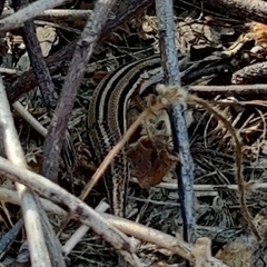 Eutropis bibronii