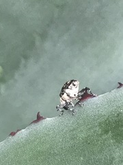 Peltophorus polymitus