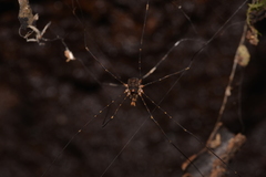 Neopantopsalis thaumatopoios