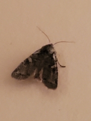 Lithophane pertorrida