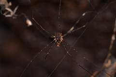 Neopantopsalis thaumatopoios