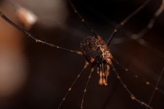 Neopantopsalis thaumatopoios