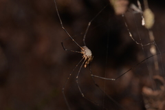 Neopantopsalis thaumatopoios