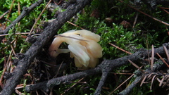 Monotropa