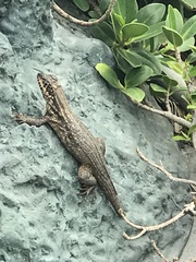 Leiocephalus carinatus