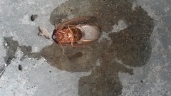 Homoeogamia mexicana