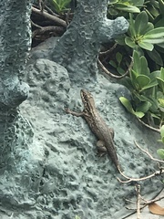 Leiocephalus carinatus