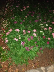 Pentas