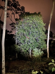 Ladenbergia oblongifolia