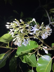 Ladenbergia oblongifolia