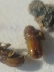 Pityogenes chalcographus