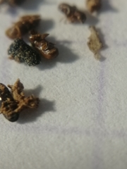 Pityogenes chalcographus