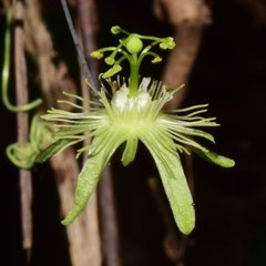 Passiflora filipes