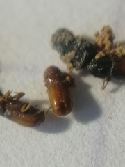 Pityogenes chalcographus