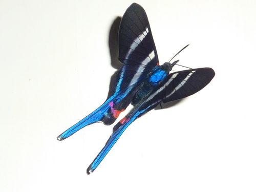 Rhetus arcius