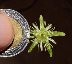 Passiflora filipes