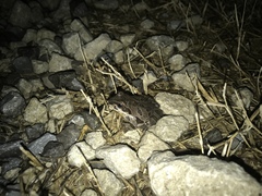 Pseudacris illinoensis