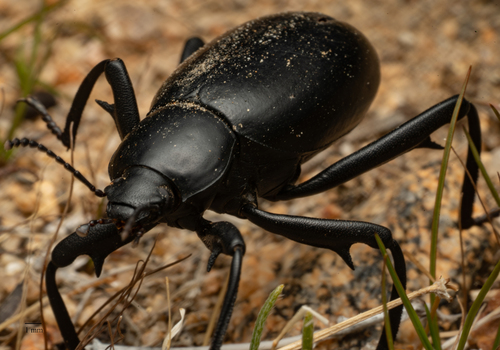 Armored Stink Beetle