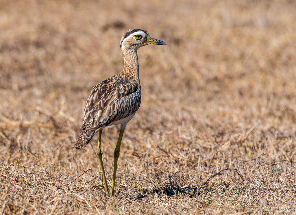 Alcaraván Venezolano, Hesperoburhinus bistriatus