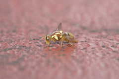 Bactrocera jarvisi