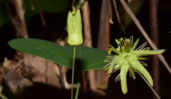 Passiflora filipes