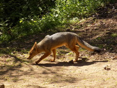 Lycalopex culpaeus culpaeus