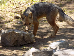 Lycalopex culpaeus culpaeus