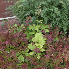 Rodgersia podophylla