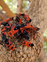 Oncopeltus nigriceps