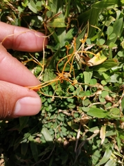 Cuscuta boldinghii