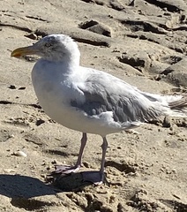 Larus argentatus