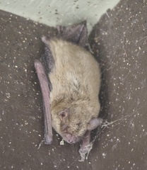 Myotis velifer