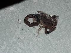 Centruroides gracilis