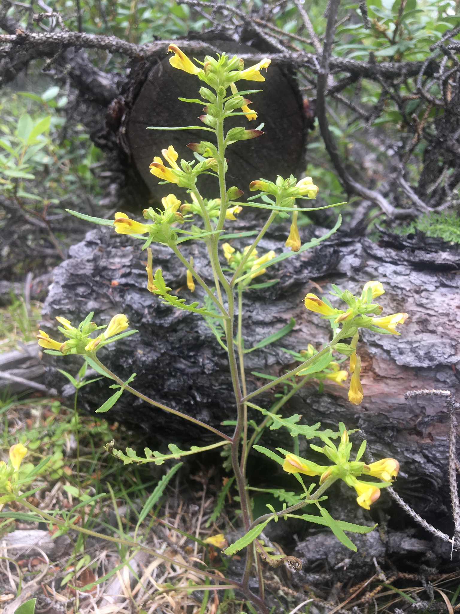 Pedicularis labradorica