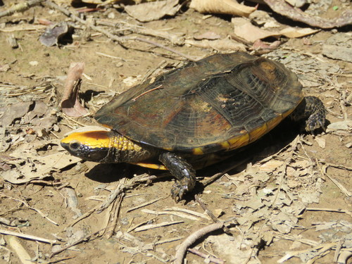 Platemys platycephala