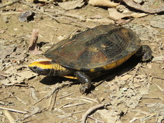 Platemys platycephala